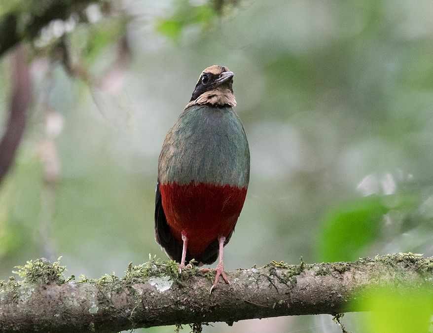 pita konžská - ML636170007