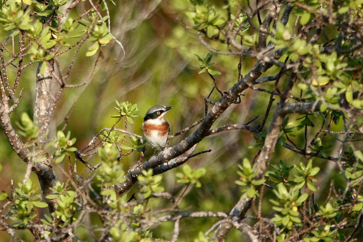 Pale Batis - ML636170113