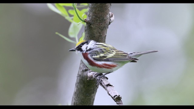ワキチャアメリカムシクイ - ML636170115