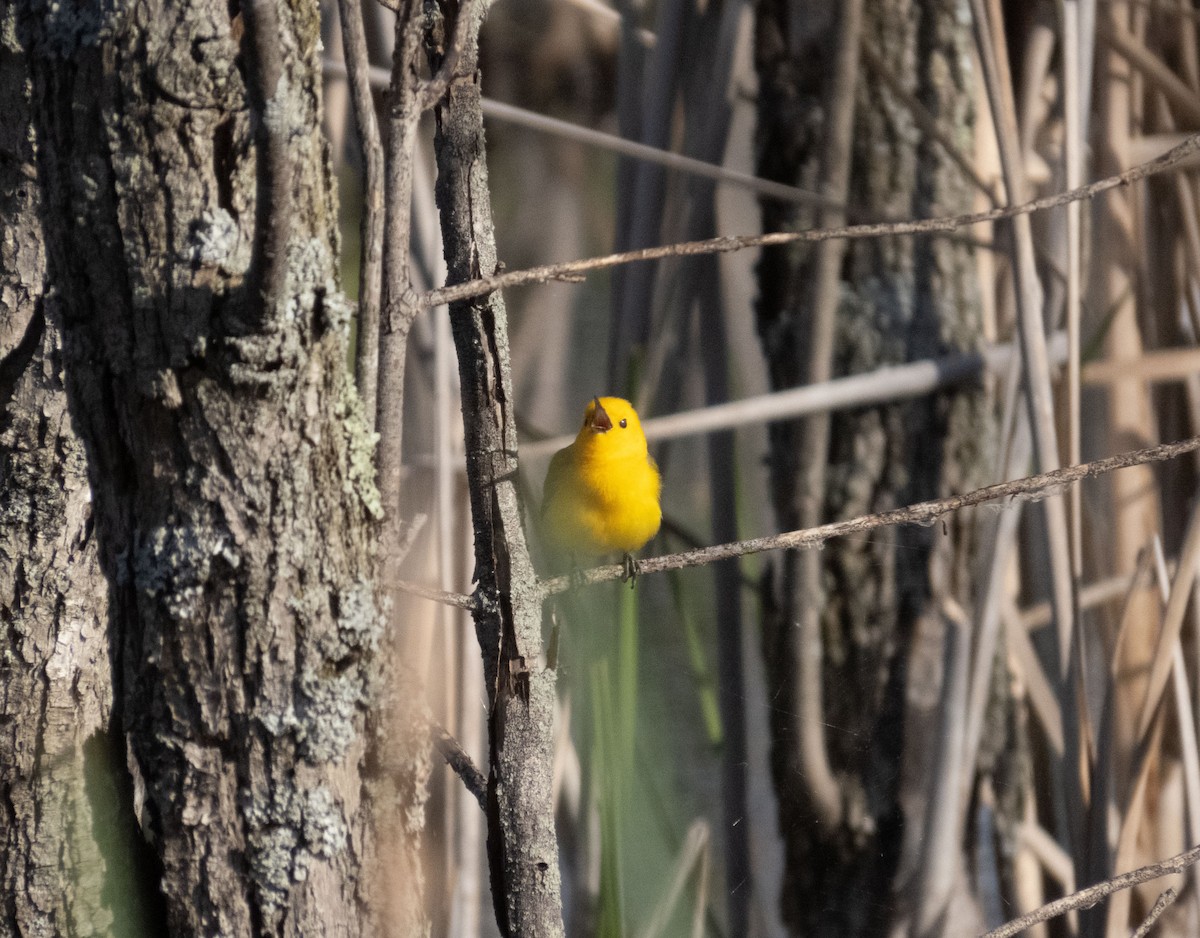 Prothonotary Warbler - ML636170123