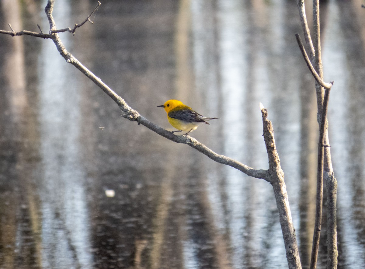 Prothonotary Warbler - ML636170125