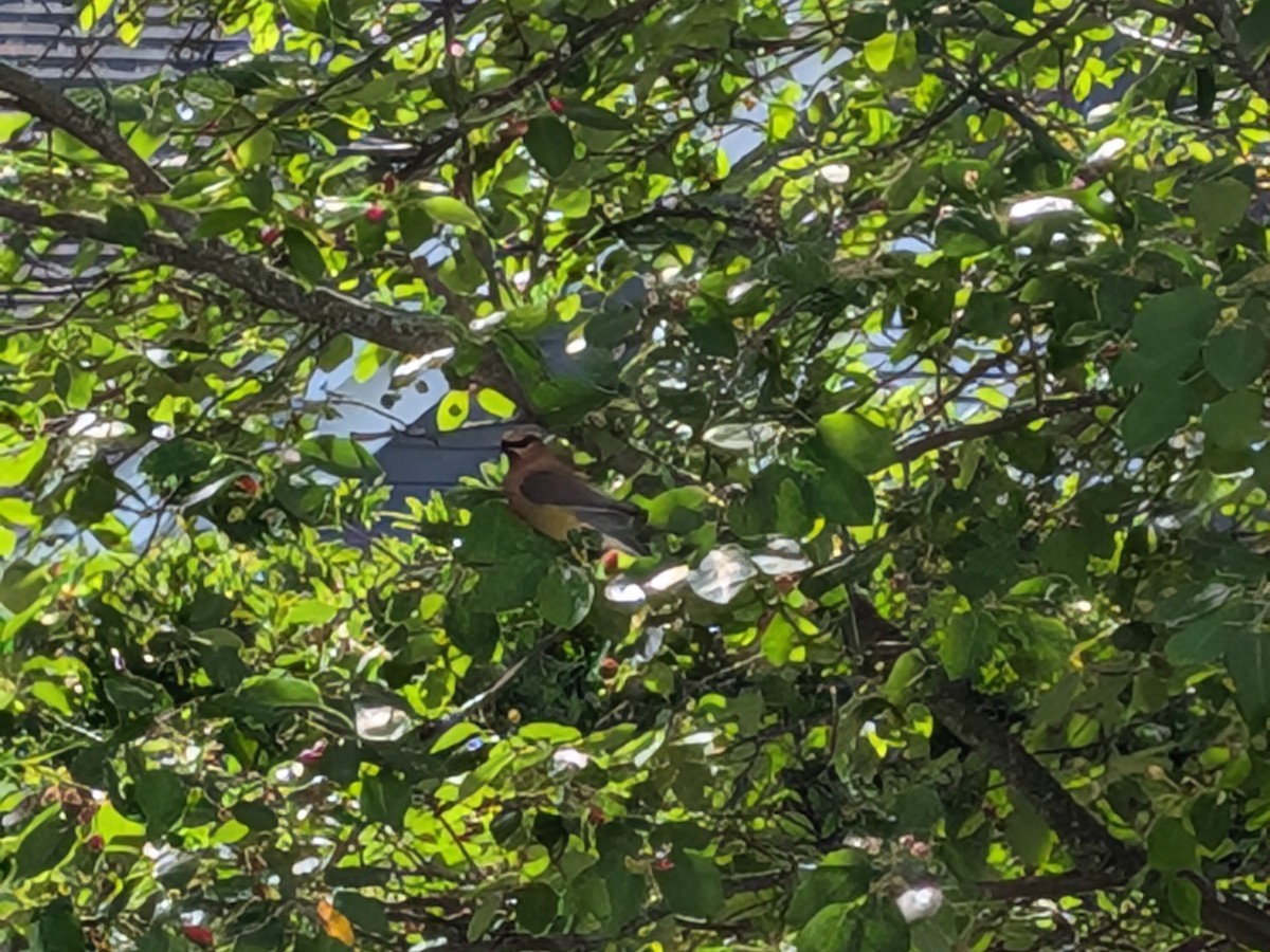 Cedar Waxwing - ML636170141
