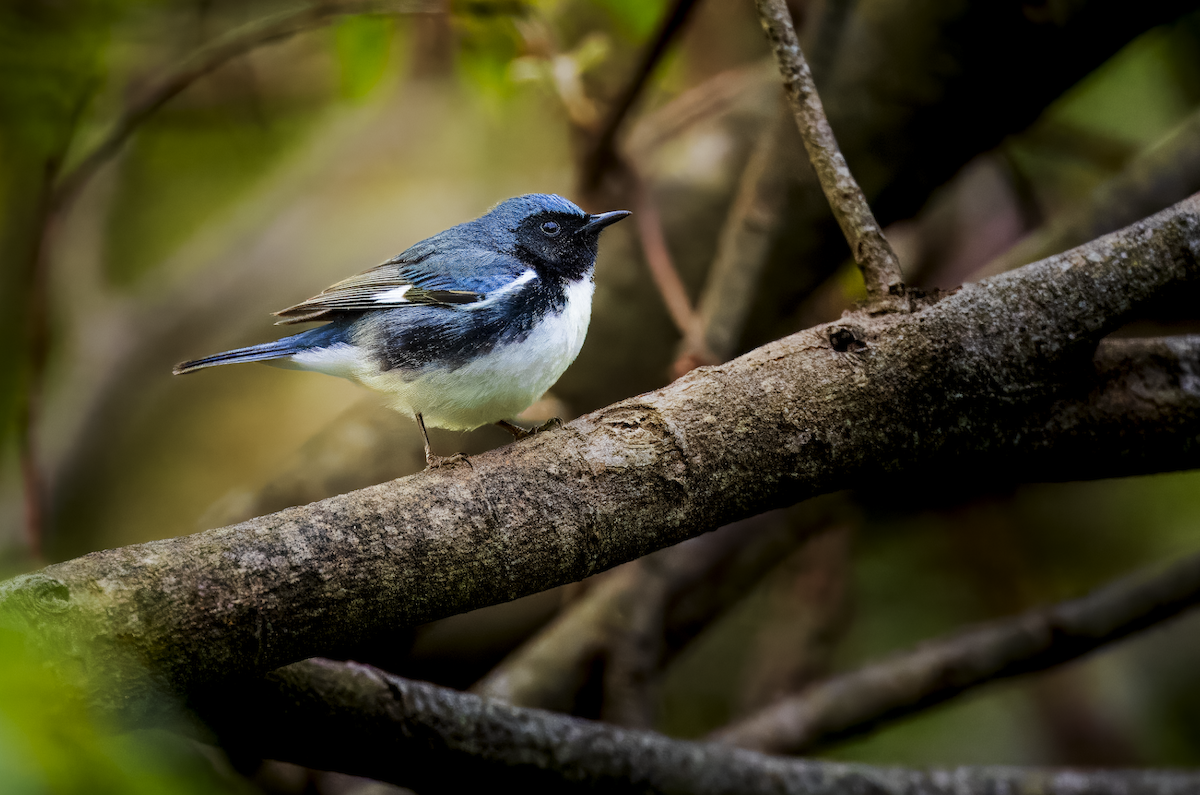 Black-throated Blue Warbler - ML636170206