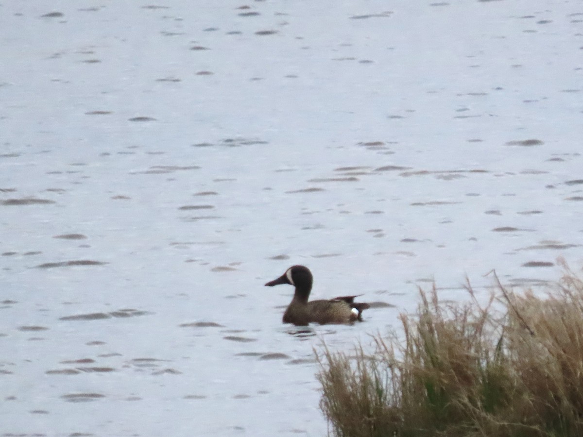Blue-winged Teal - ML636170209