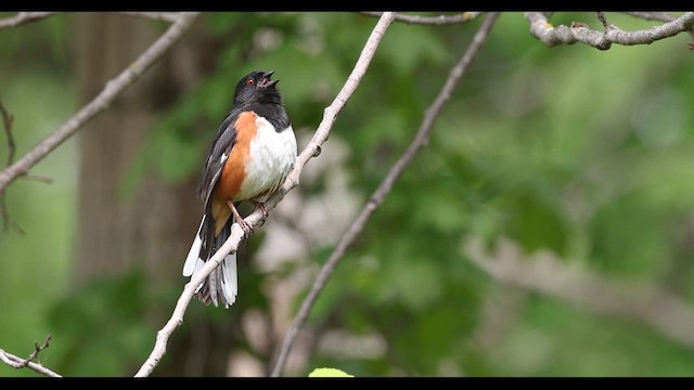 Eastern Towhee - ML636170257
