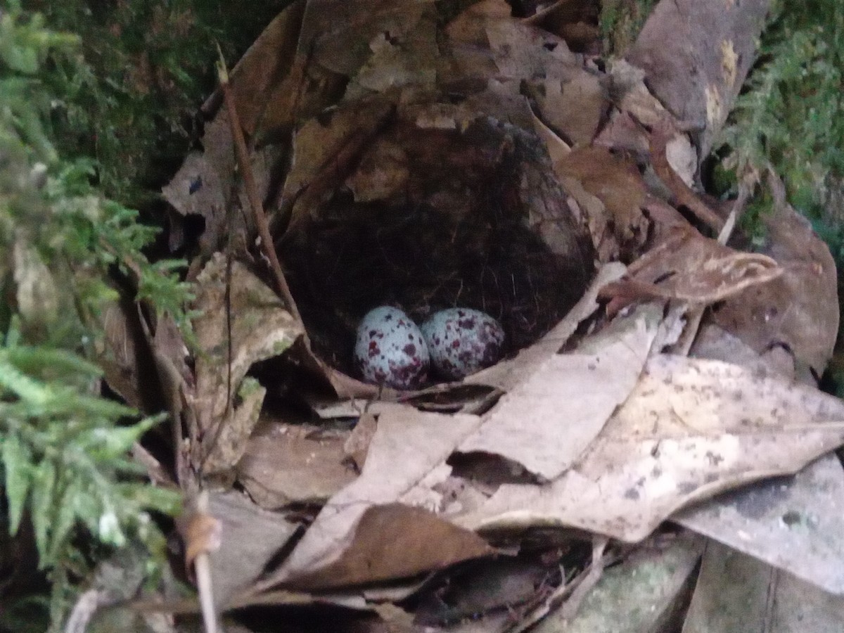 pita konžská - ML636170288