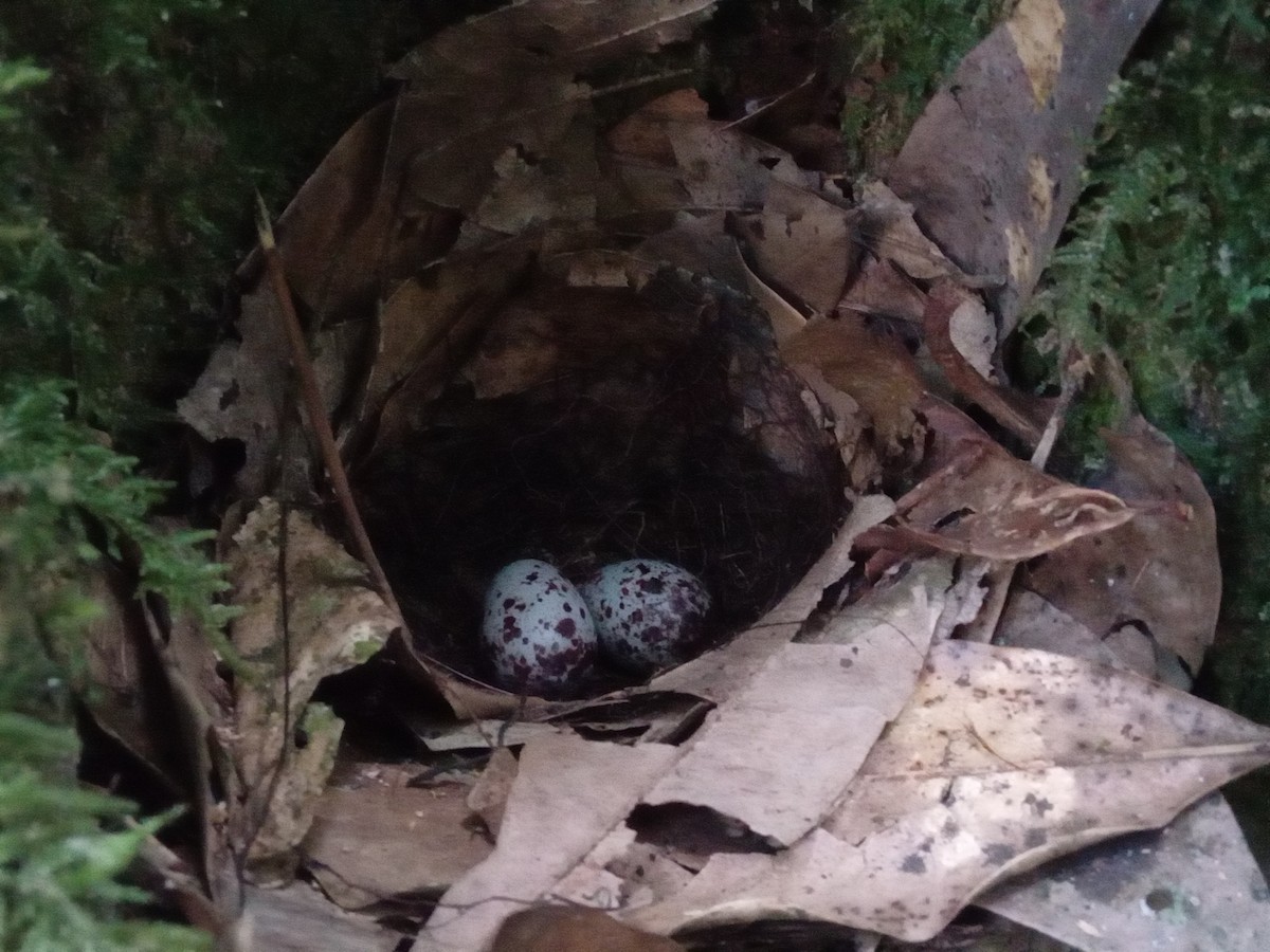 pita konžská - ML636170291