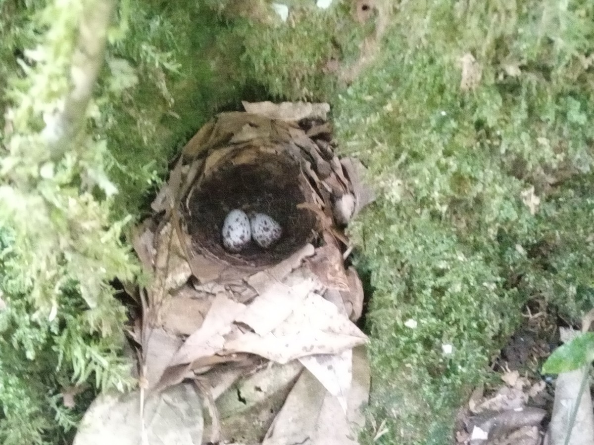 pita konžská - ML636170292