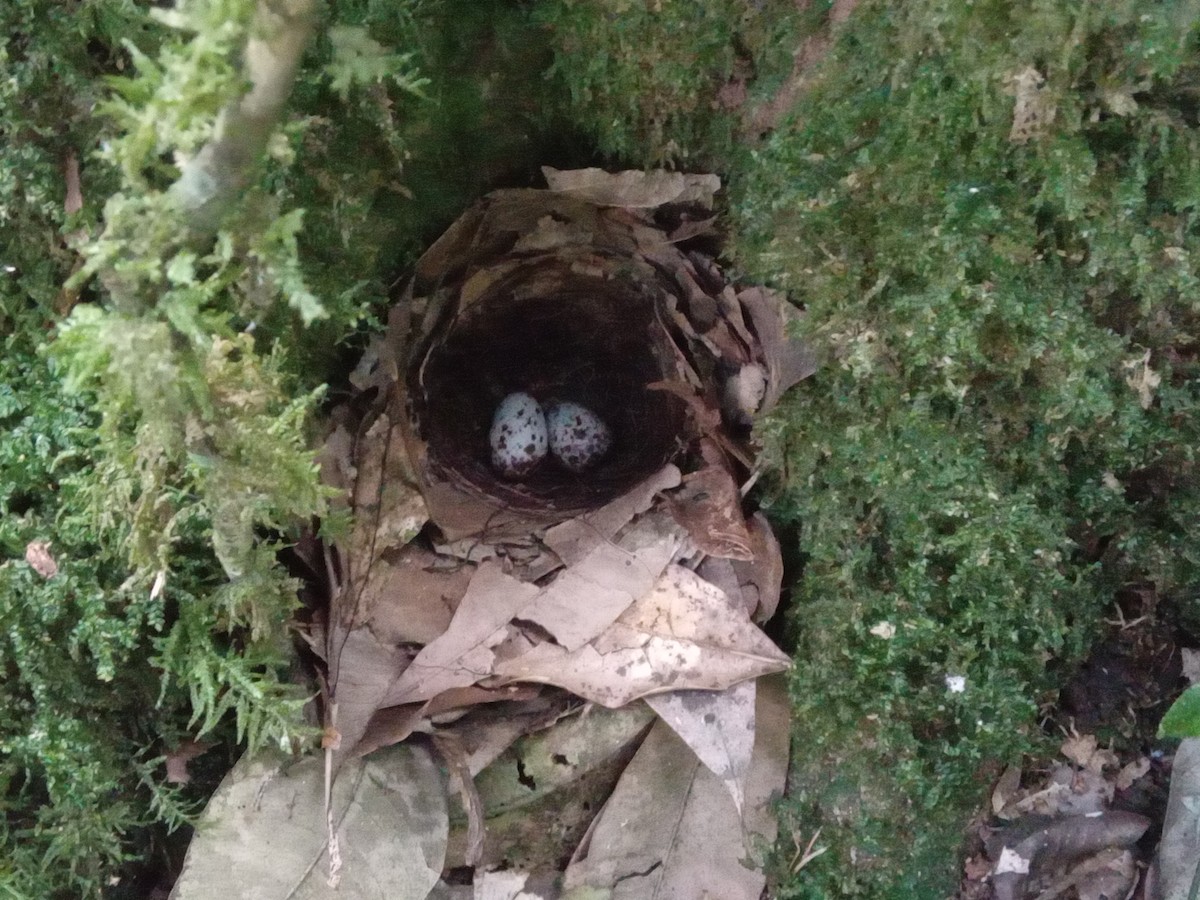 pita konžská - ML636170293