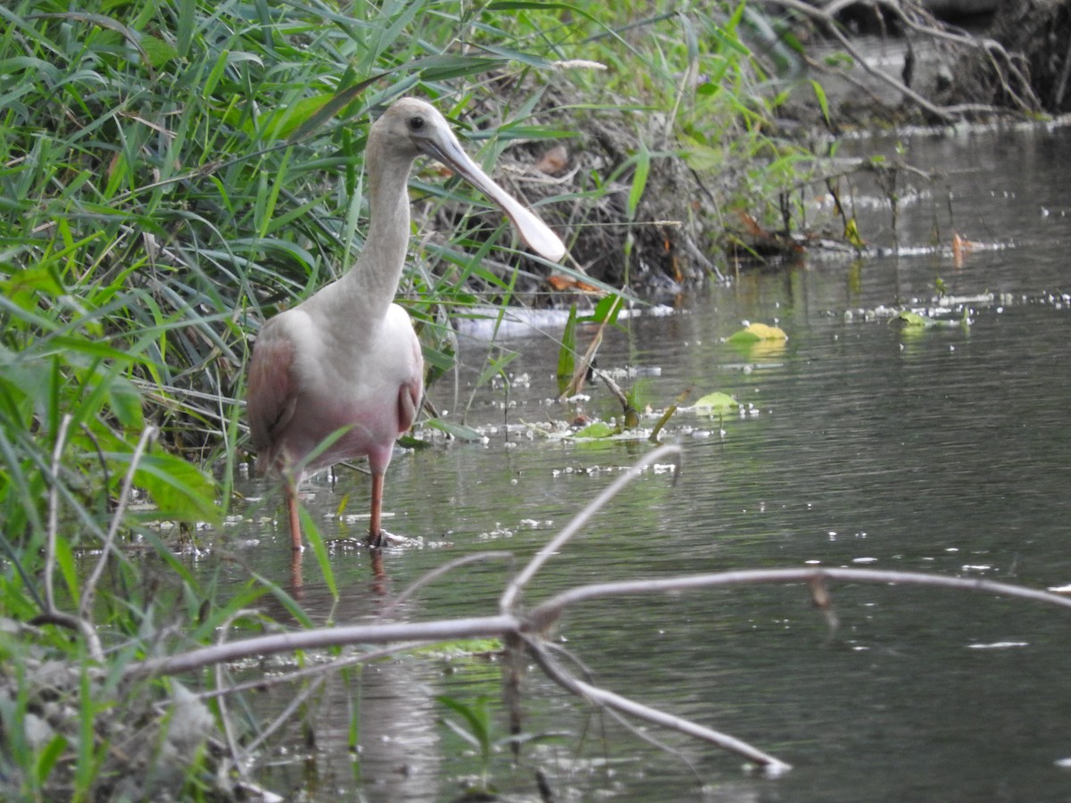 Roseate Spoonbill - ML63617031