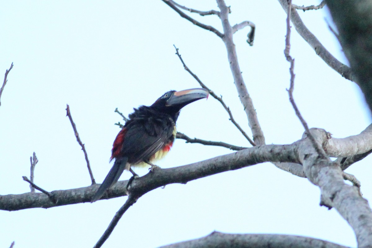 Many-banded Aracari - ML636170338
