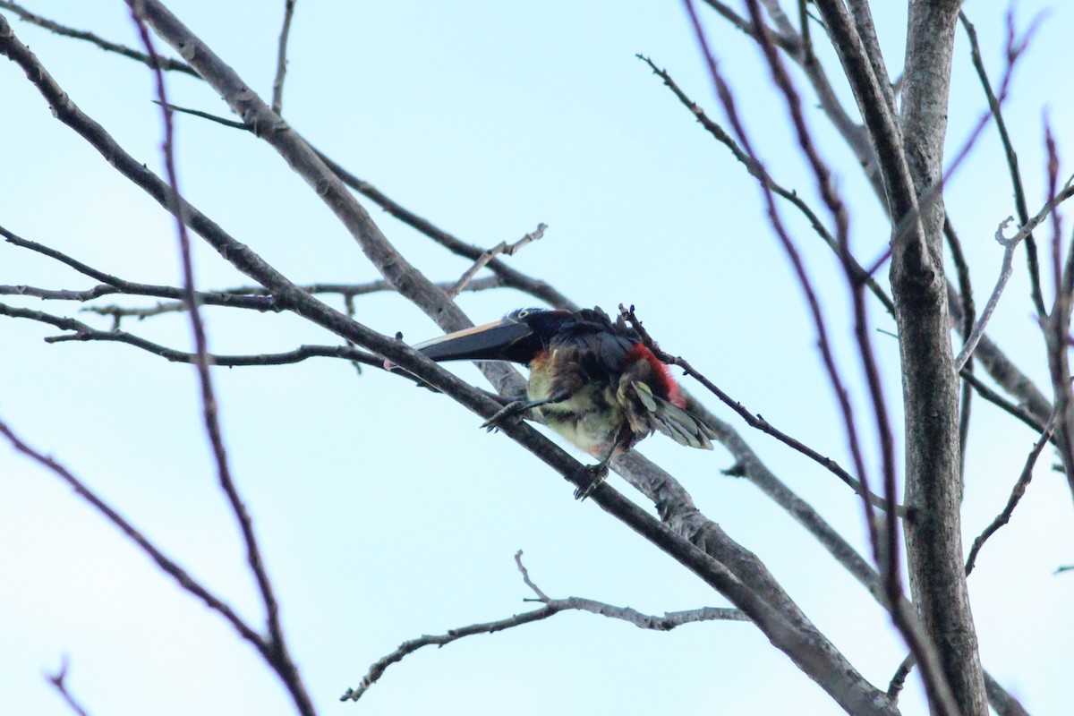 Many-banded Aracari - ML636170341
