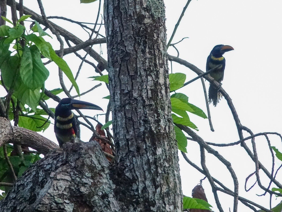 Many-banded Aracari - ML636170344
