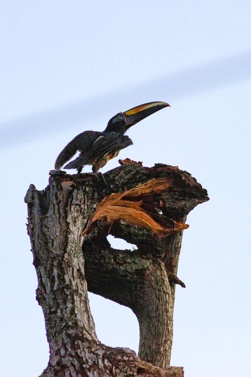 Many-banded Aracari - ML636170345