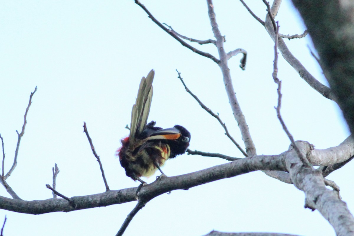 Many-banded Aracari - ML636170346