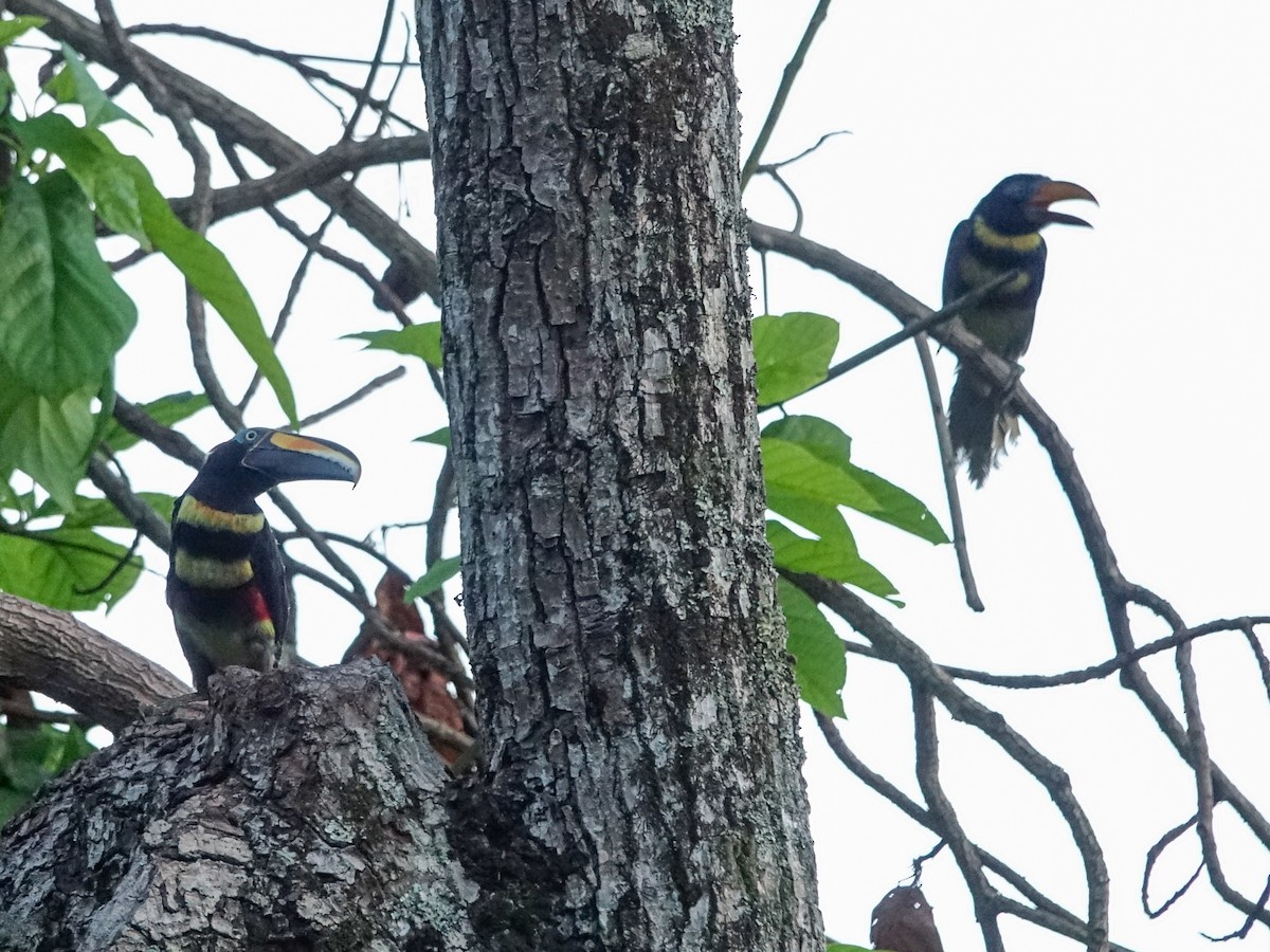 Many-banded Aracari - ML636170348