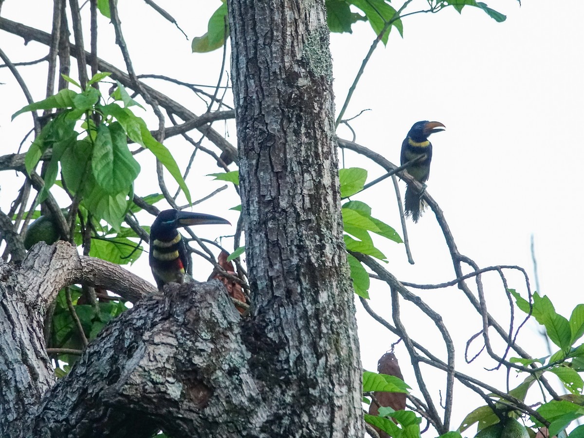 Many-banded Aracari - ML636170349
