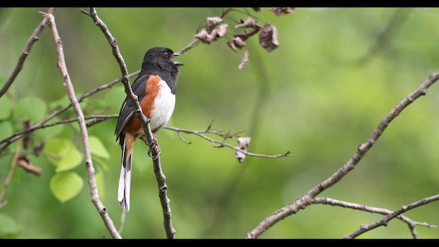 Eastern Towhee - ML636170387