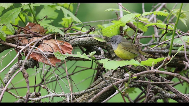 Mourning Warbler - ML636170504