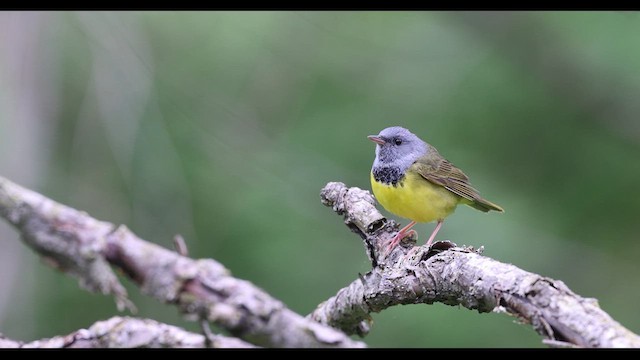 Mourning Warbler - ML636170553