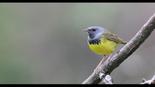 Mourning Warbler - ML636170575