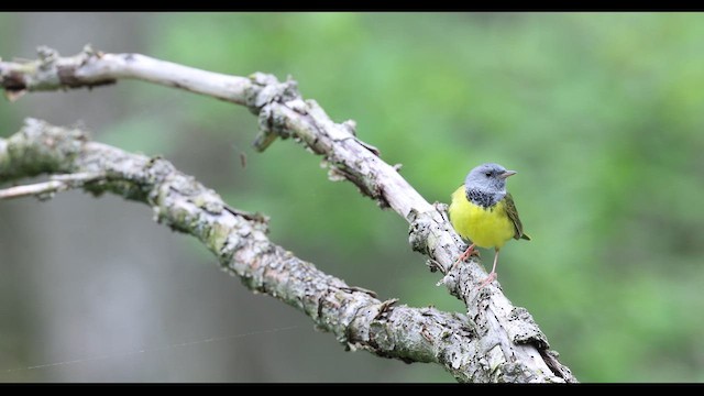 Mourning Warbler - ML636170615