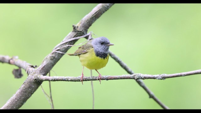Mourning Warbler - ML636170681