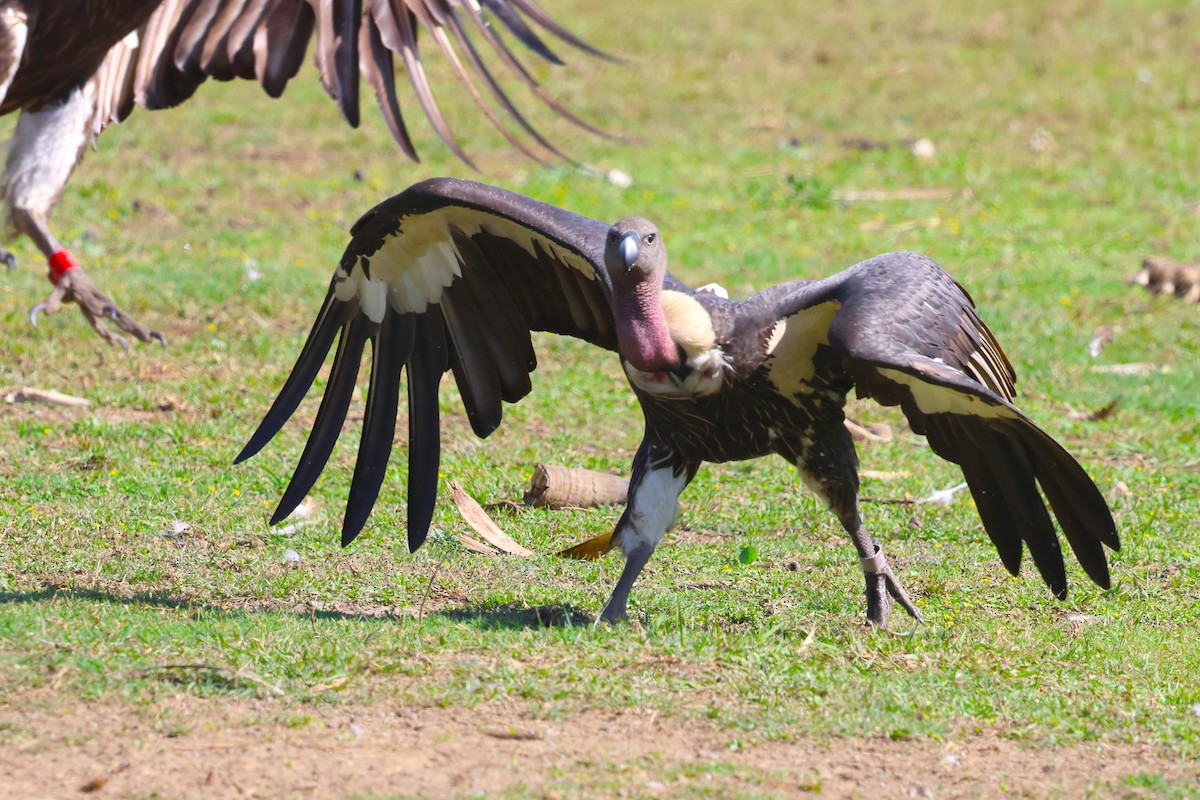 Slender-billed Vulture - ML636170689