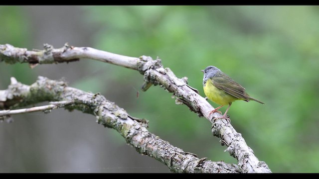 Mourning Warbler - ML636170705