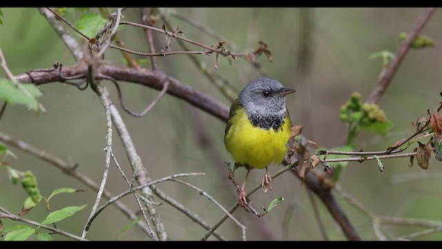 svartbrystparula - ML636170754