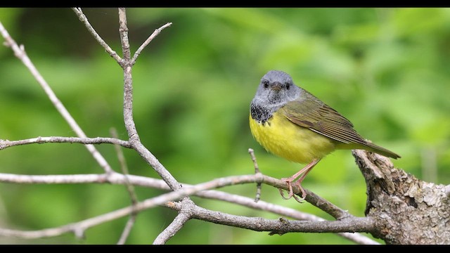 svartbrystparula - ML636170823