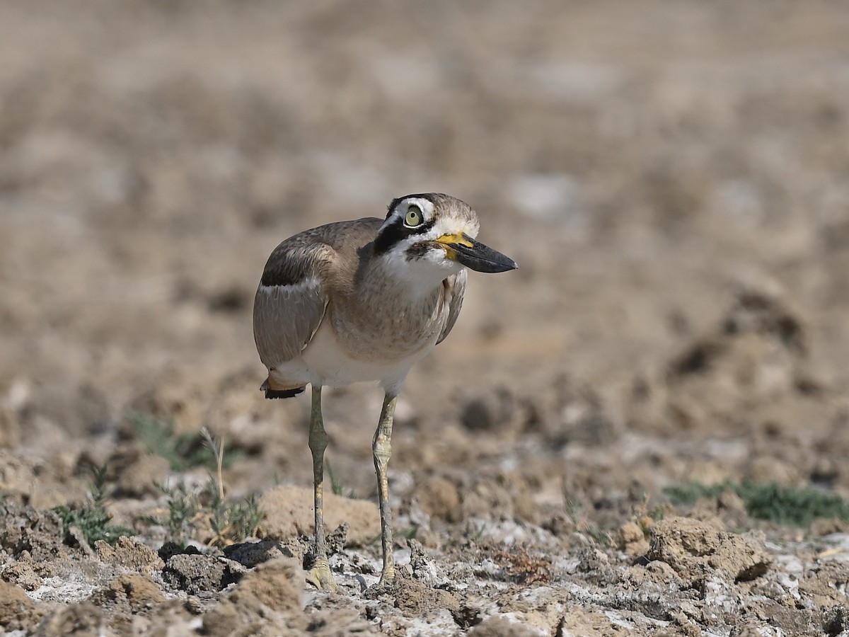 Krabbentriel - ML636170840