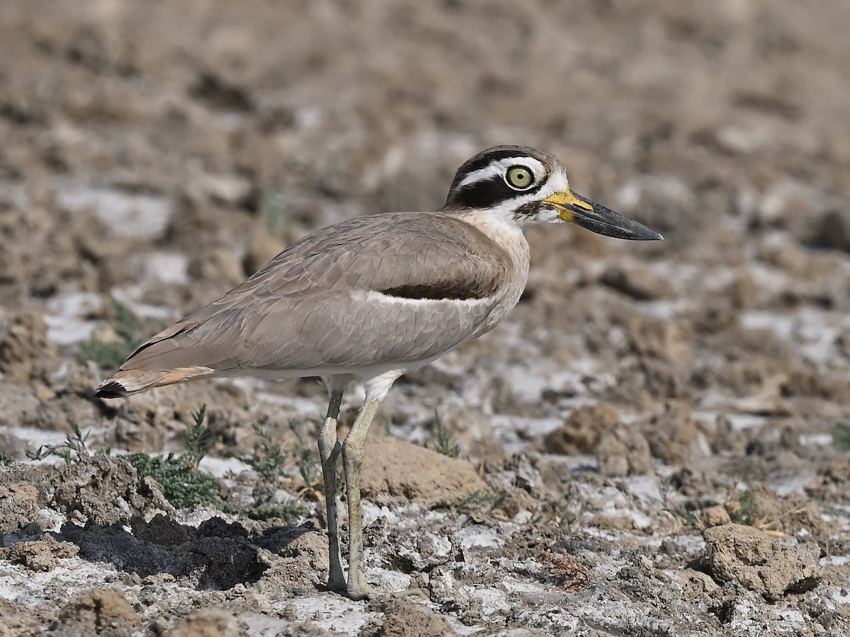 Krabbentriel - ML636170842