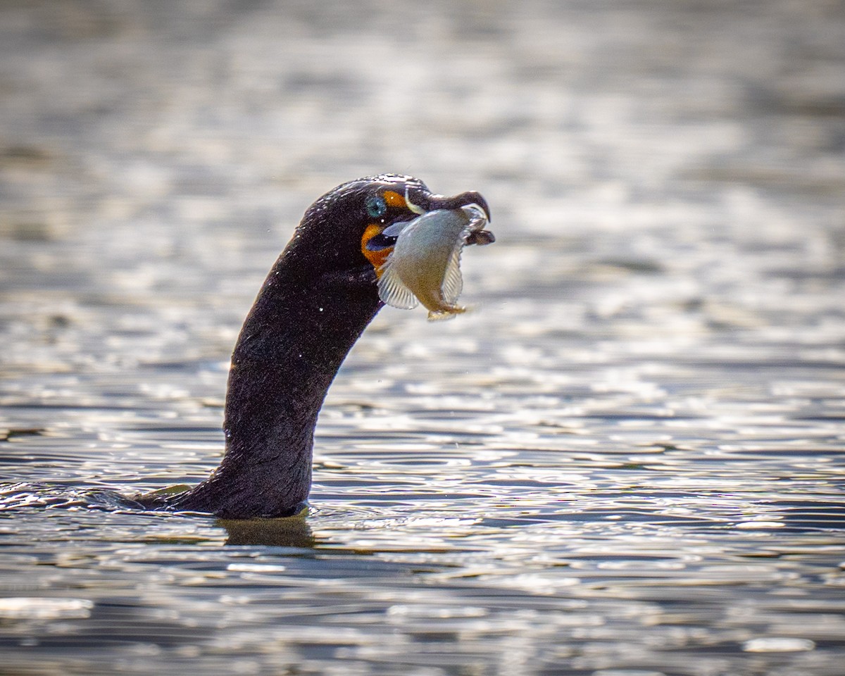 Double-crested Cormorant - ML636170911