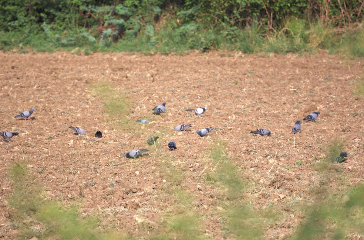 Rock Pigeon (Feral Pigeon) - ML636170921