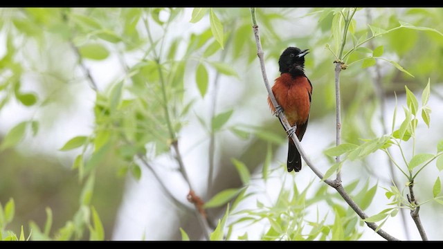 Orchard Oriole - ML636170965