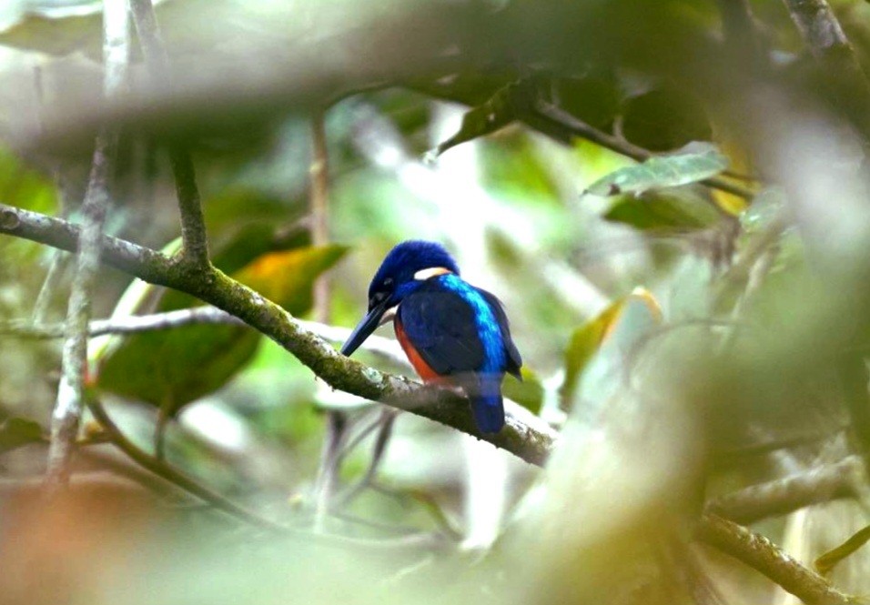 ledňáček třpytivý - ML636171059