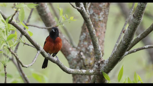 Orchard Oriole - ML636171085