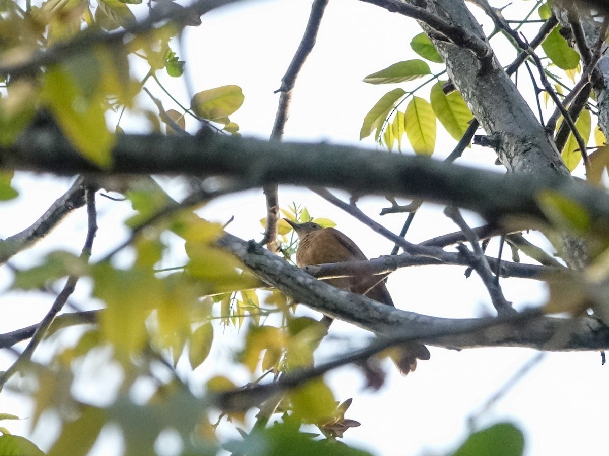 Cocoa Thrush - ML636171088