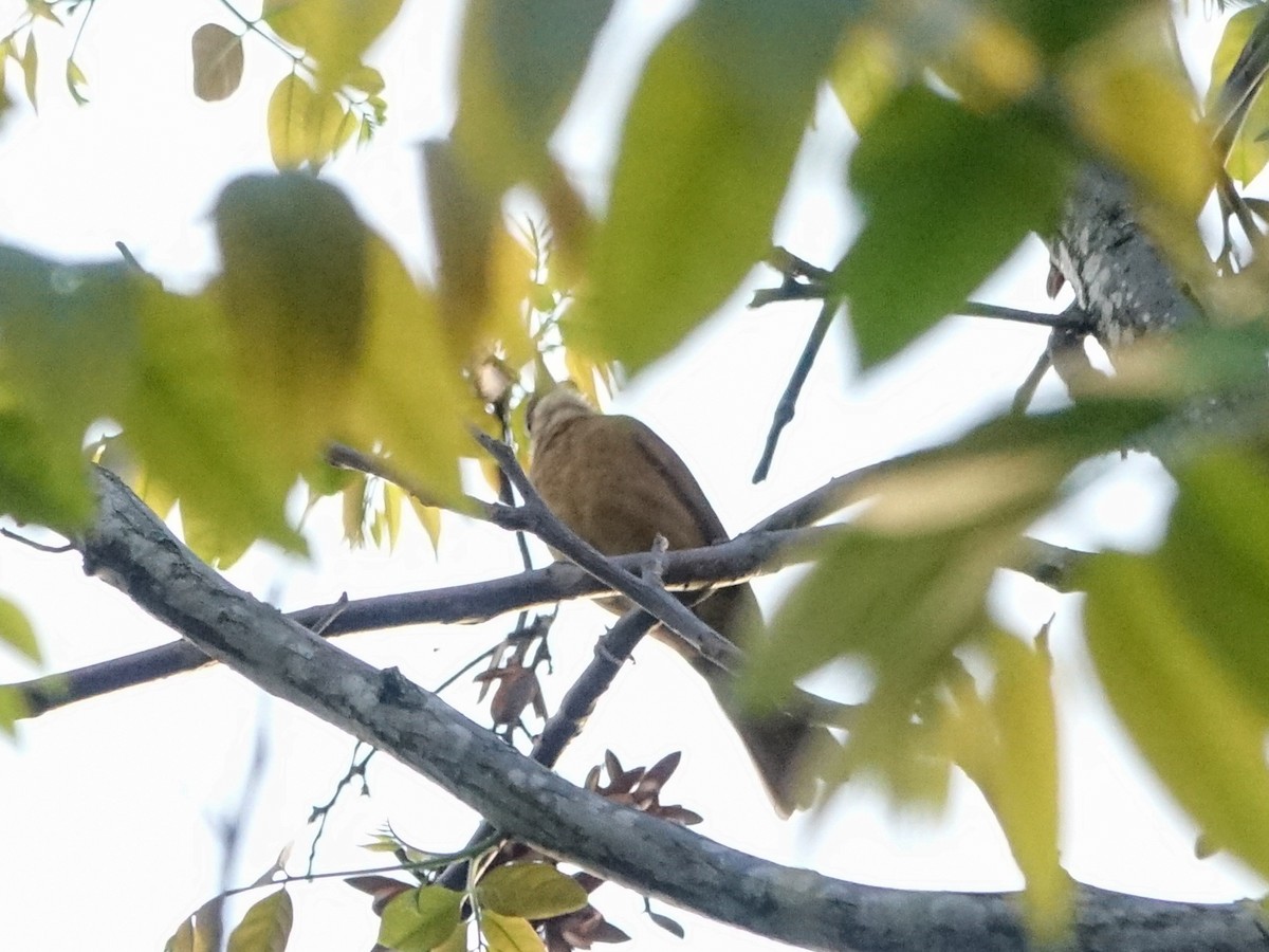 Cocoa Thrush - ML636171089