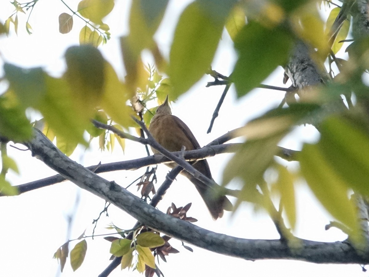 Cocoa Thrush - ML636171090
