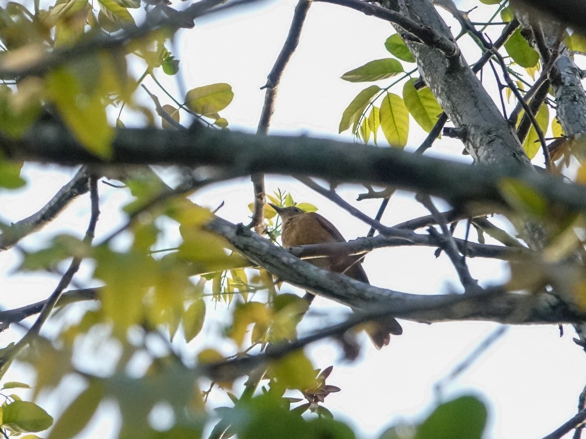 Cocoa Thrush - ML636171091