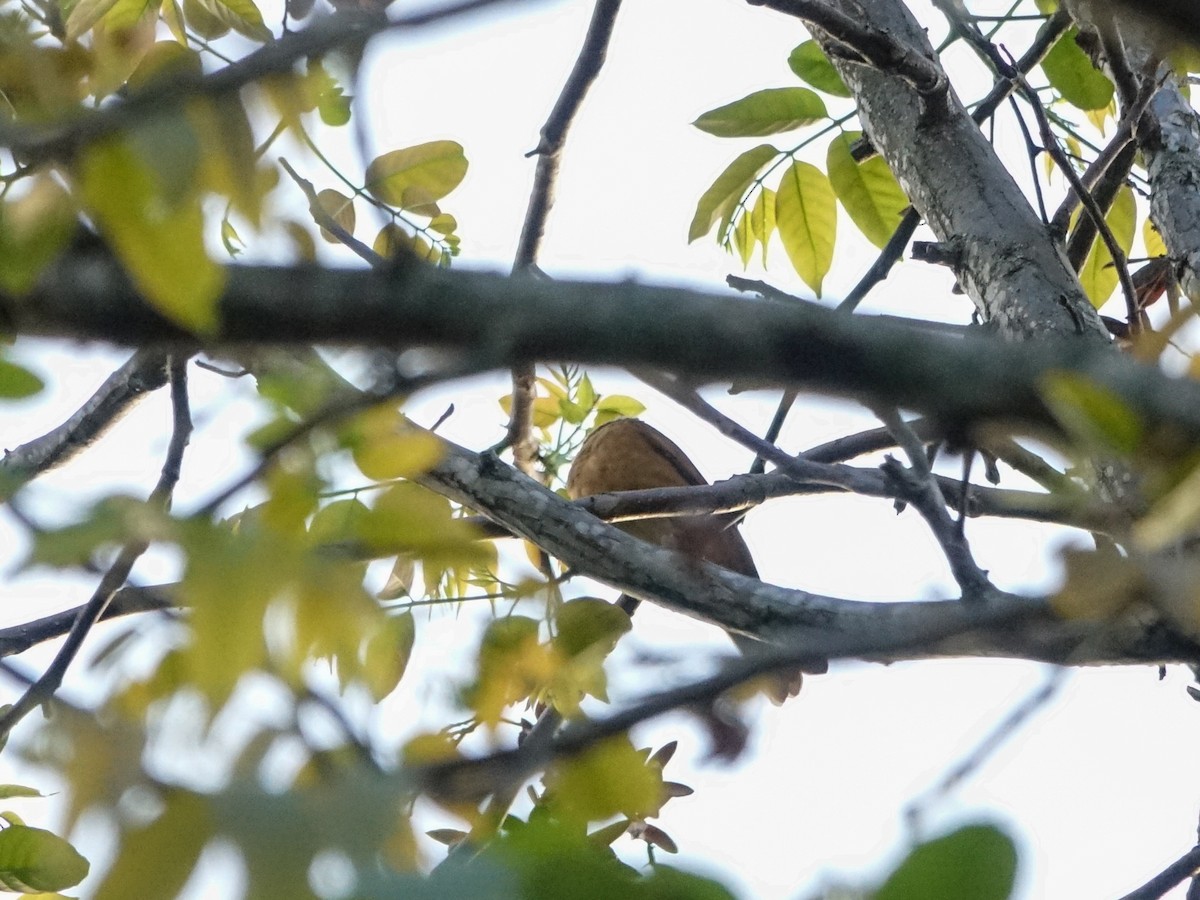 Cocoa Thrush - ML636171092