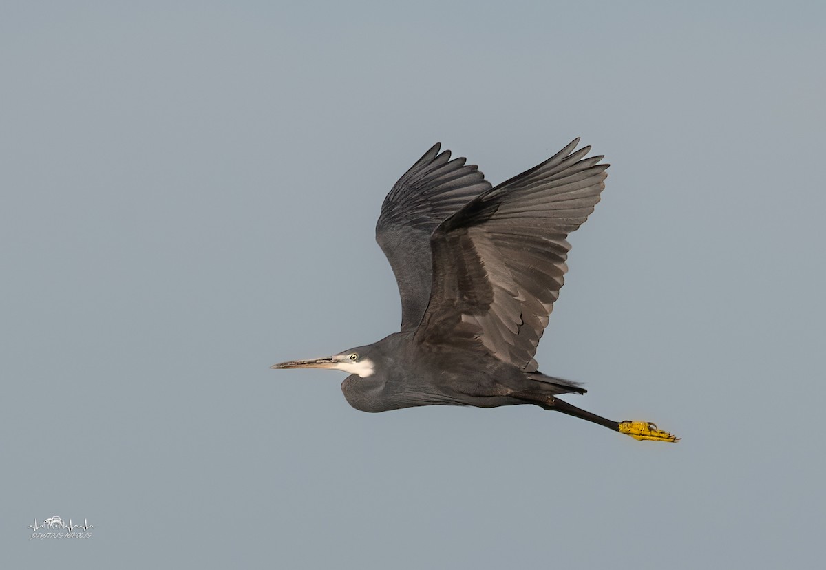 Western Reef-Heron - ML636171189
