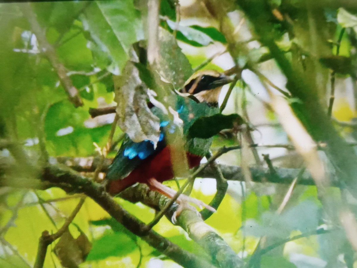 pita konžská - ML636171248