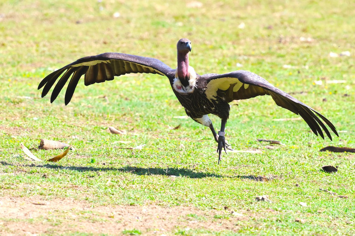 Slender-billed Vulture - ML636171335