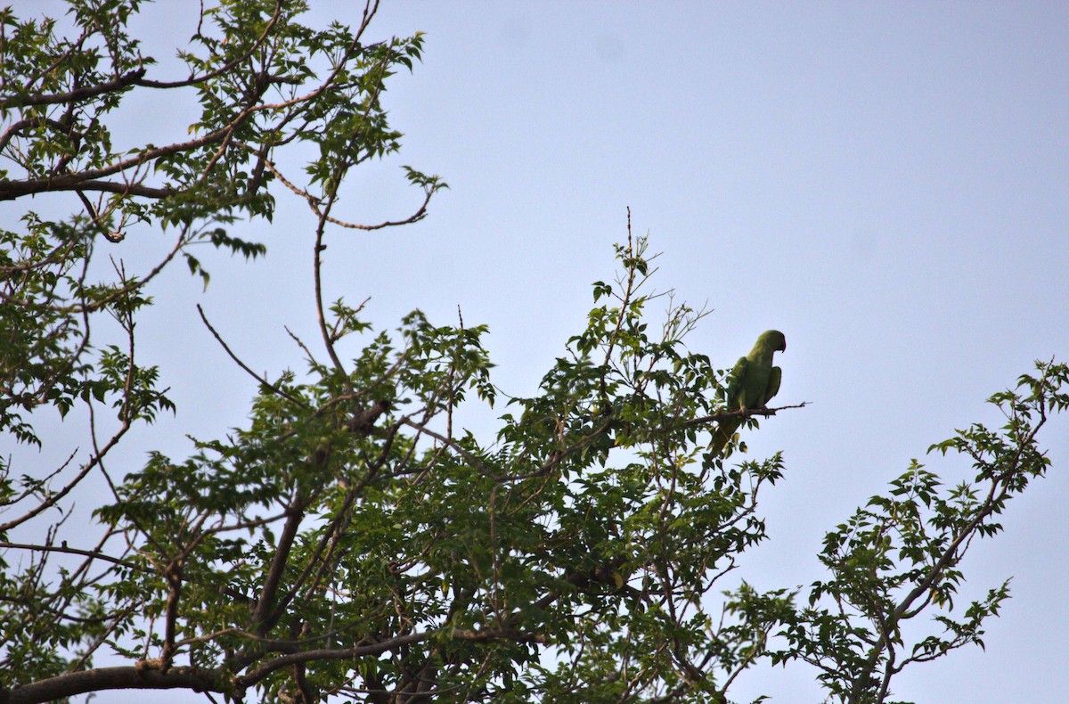 Rose-ringed Parakeet - ML636171336