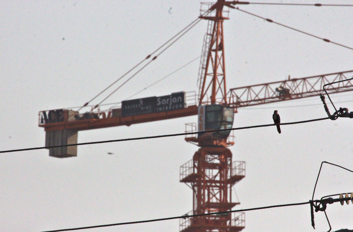 White-throated Kingfisher - ML636171357