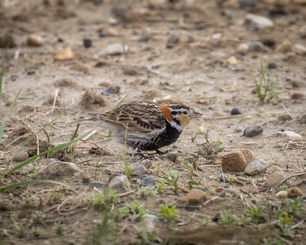 Chestnut-collared Longspur - ML636171368