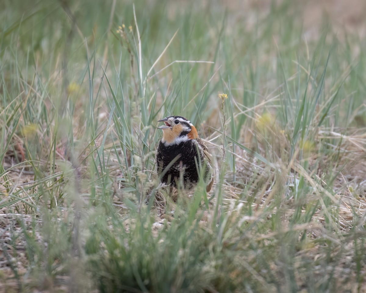 Chestnut-collared Longspur - ML636171369